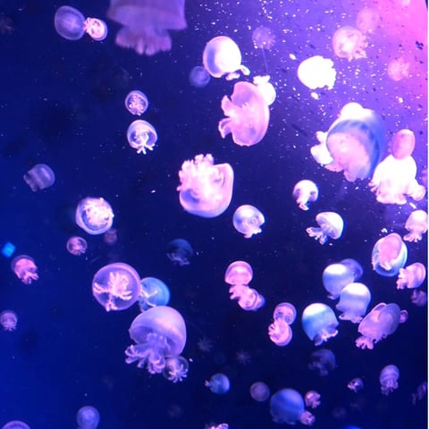 Pochi＠江ノ島水族館