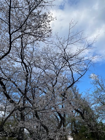 春野菜と言えば？