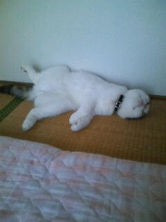 7月20日は何の日？