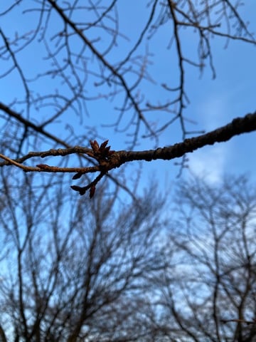 春が近づいてきた…！