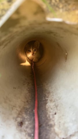 だんだん近づいてくる猫 ①