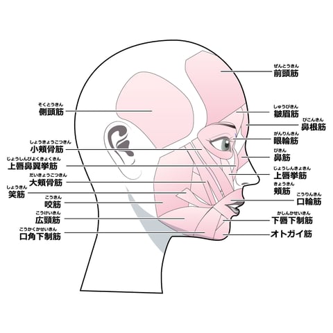 意外と凝ってる『側頭部』!?【マッサージのように気持ちいいリラクセンター南サウスウッド店】