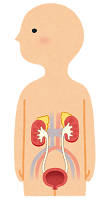 寿命を左右する臓器　腎臓