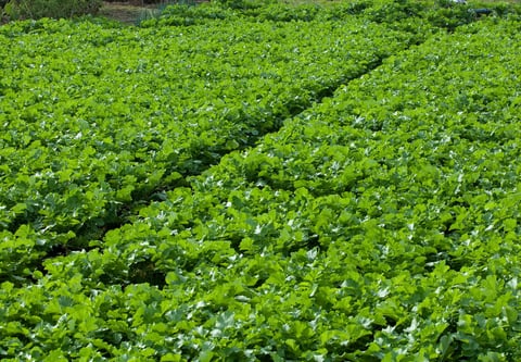 【大井町駅前店】本日はカイワレ大根の日！！