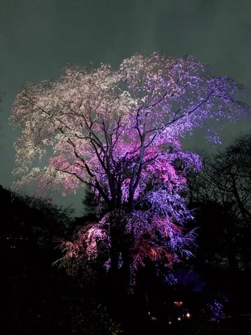 週末のご予約空き状況🌸🌸