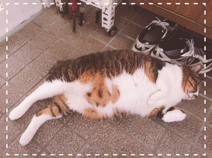 涼を求める猫