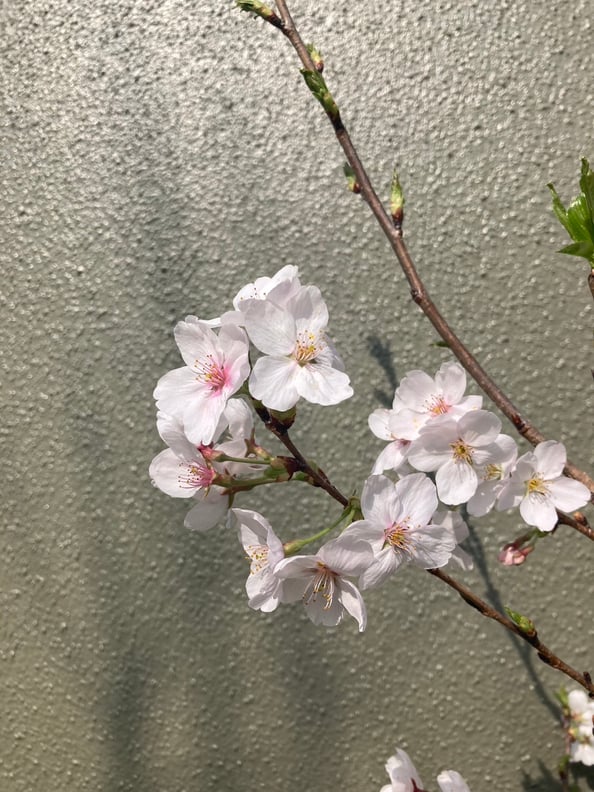 4月も元気に営業中！