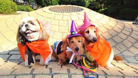 老犬達のハッピーハロウィン