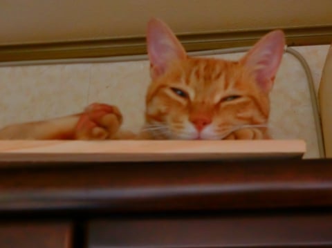 食器棚の神様──猫トーク２──