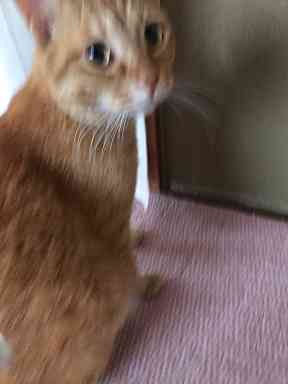 雨の日、猫はなぜにハッスルするのか？