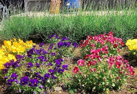 お庭のお花が咲きました