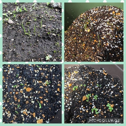 たねまきシーズン