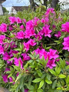 お花見