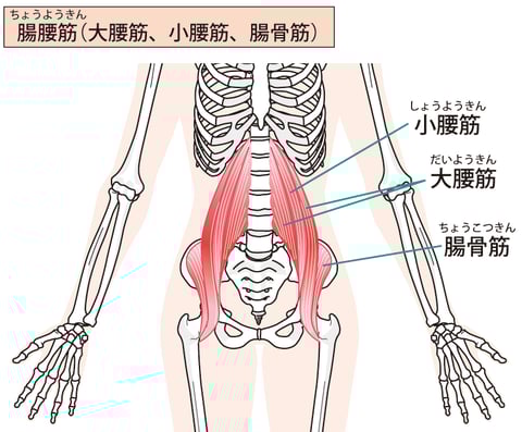 腸腰筋について解説！！｜マッサージのように気持ちいい、肩甲骨ストレッチのリラク日本橋店【東京駅,日本橋駅,大手町駅,三越前駅すぐ】