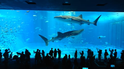 夏前の沖縄旅行へ！！　光が丘IMA店