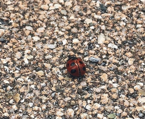 ちいさいはるみつけた3