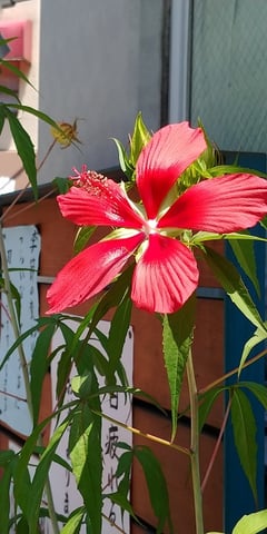 色鮮やかな花を見つけました！