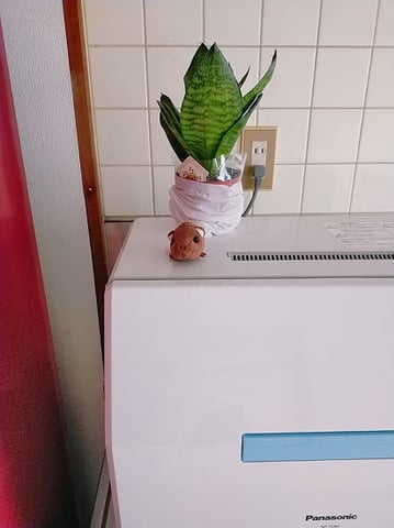 うりぼうの正しい使い方