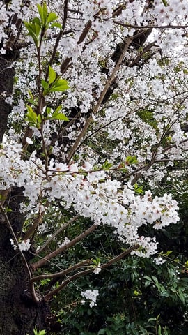 桜の開花舞いゆく花びらチラチラ・パワースポット巡りの後は…ボディケア＆フットケア心身ともにリラックスaromaでスッキリいかがでございますでしょうか♪