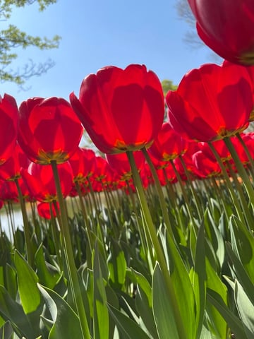 チューリップ②