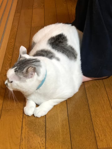 愛猫でぬくぬく