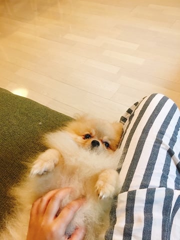 癒やし画像