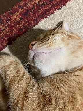 本日はお昼寝日和