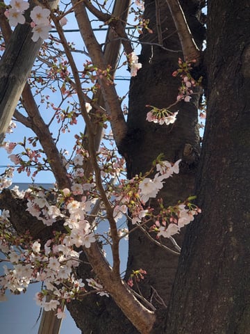 桜満開ももうすぐそこ♪【ベルクスモール足立花畑】