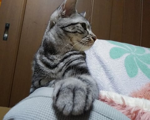 カメラ目線は至難の業