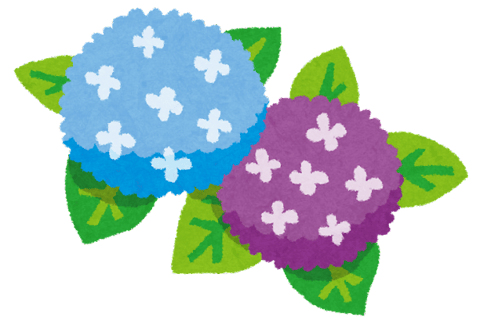 紫陽花がきれい!