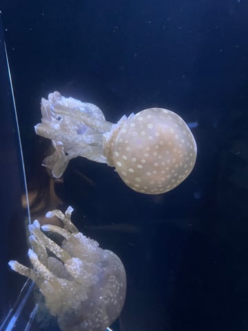 水族館に行ってきました！