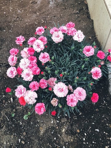 カーネーションのその後