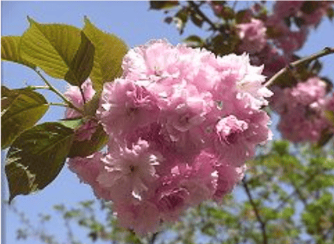 ④杉本のオススメセルフケア④