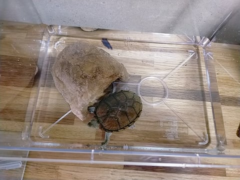 亀が立てこもりました