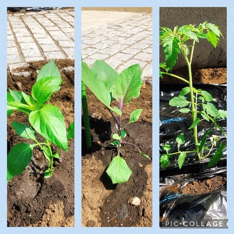 なつやさいを植えました