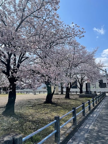 桜が満開🌸