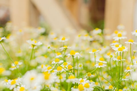 【大井町駅前店】カモミールの花言葉