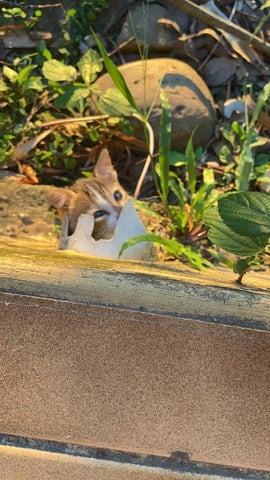 だんだん近づいてくる猫 ③