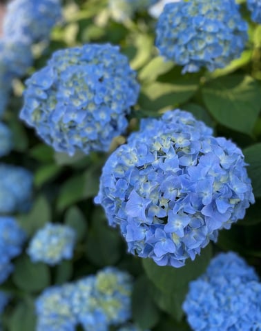 紫陽花