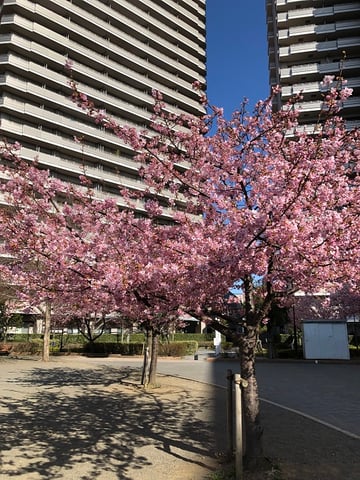 河津桜が満開です!