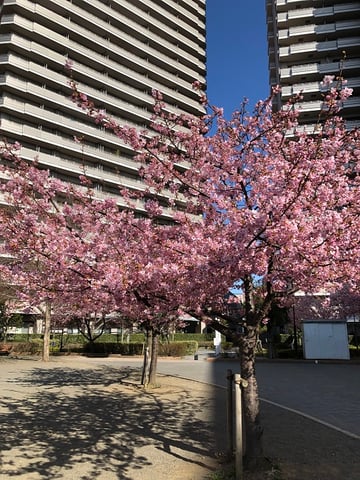 河津桜が満開です!