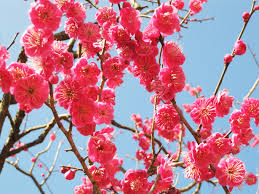 新ドリームコース♪ゆる～☆らく～ぶろぐ（15）