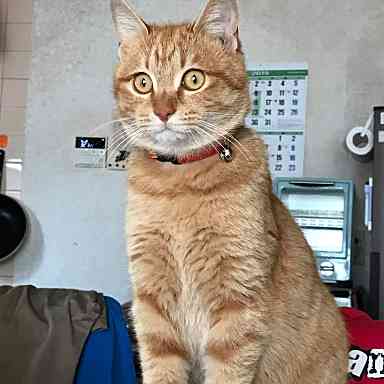 猫のはなし(^^♪