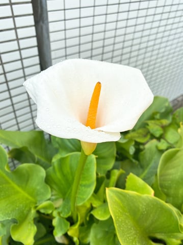 本日の空き情報