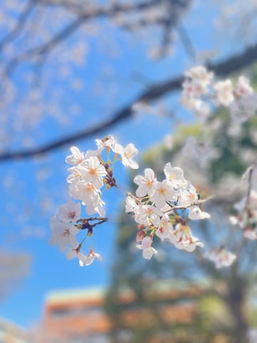 咲き始めてます