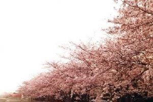そろそろ桜の季節ですね