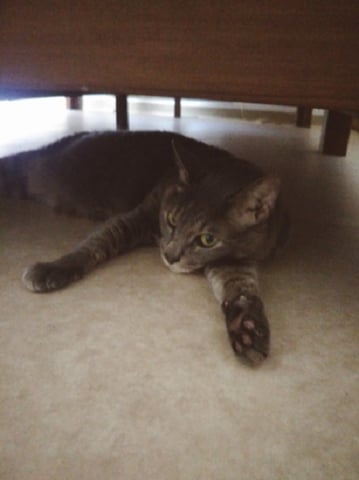 ネコネコクイズの答え