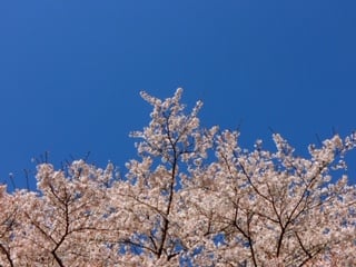 桜の花言葉は？