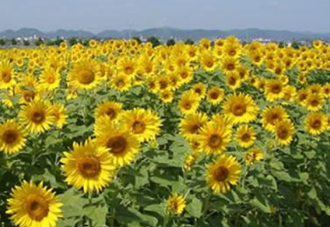 🌻ひまわり満開🌻