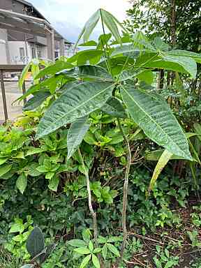 パキラが復活！